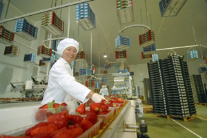 Система менеджмента безопасности продуктов питания по стандарту ISO 22000 и FSSC 22000